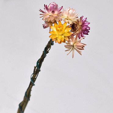 Mini Bouquet Helichrysum 5pcs 30cm