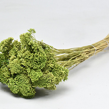 Achillea Parker Green 60cm