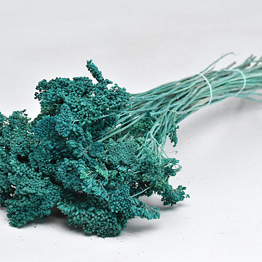 Achillea Parker blauw-groen 60cm