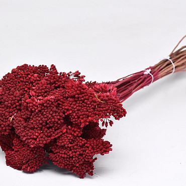 Bouquet Achillea Parker Rouge 60cm