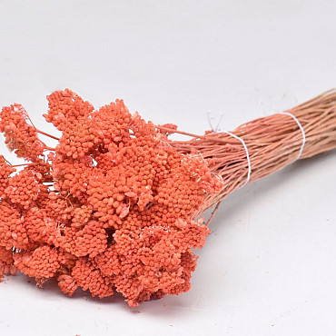 Achillea Parker Peach 60cm