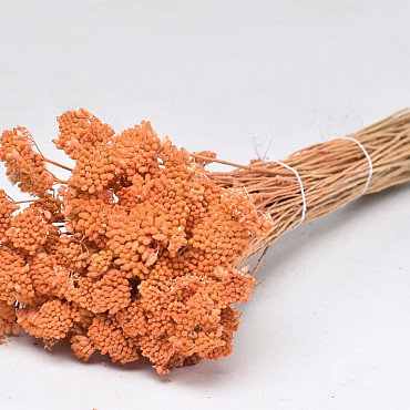 Achillea Parker Peach 60cm