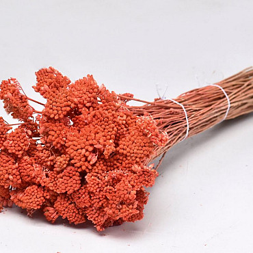 Achillea Parker Peach 60cm