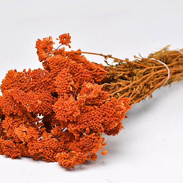 Bouquet Achillea Parker Orange 60cm