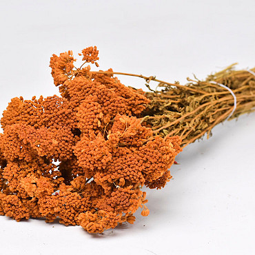 Achillea Parker Orange 60cm