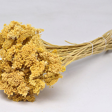 Achillea Parker Light Yellow 60cm