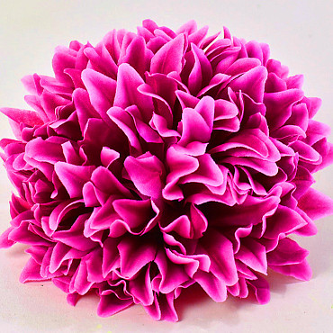 Chrysant D16cm Fuchsia