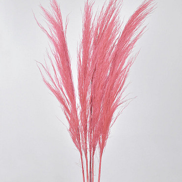 Pampas grass 90-110cm Light Pink