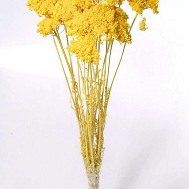 Bouquet Achillea Parker Jaune Clair 70cm