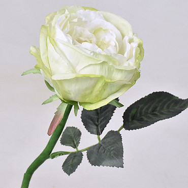 Edelrose Grün/Weiß 33cm