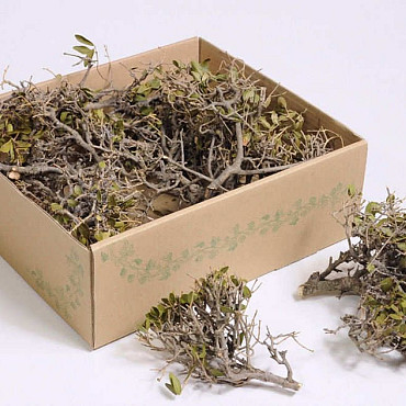 Mini Bonsai 12-18cm 10-Pack