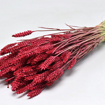 Bouquet Triticum Rouge (blé) 70cm