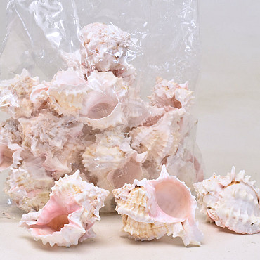 Shells Pink Murex 1kg