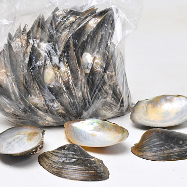 Shells Macabebe 1kg