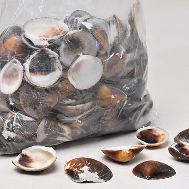 Cockles 1Kg Brown