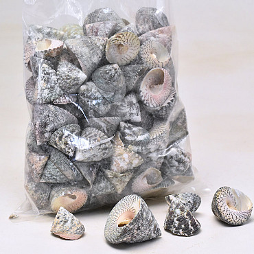 Muscheln Trochus Grün 1Kg