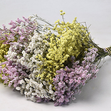 Limonium Mix 25pcs Big Pack