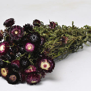 Helichrysum Donkerpaars 45cm
