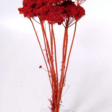 Bouquet Achillea Parker Rouge Clair 70cm