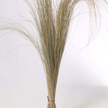 Beachgrass 140cm