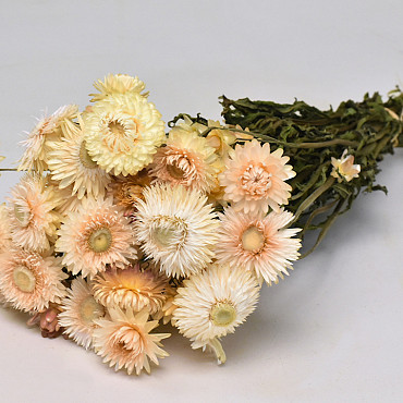 Helichrysum Creme 45cm