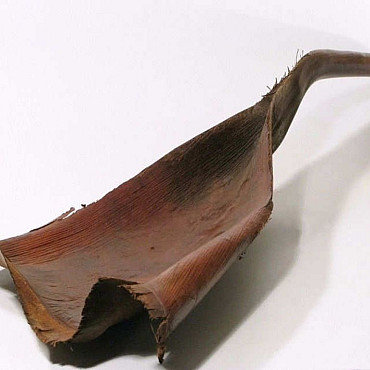 Palm Takaka 115cm