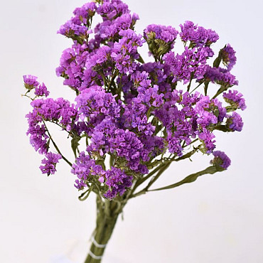 Statice Sinuata Lilac 70cm