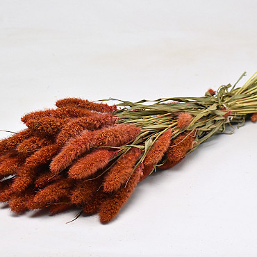 Setaria Pfirsich 65cm