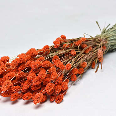 Bouquet Phalaris Saumon 70cm