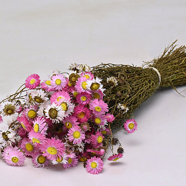 Acroclinium Rose 50cm 2nd Quality