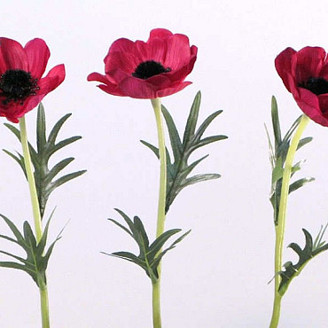 AnÃ©mone 30cm rouge