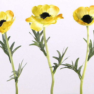 Anemone 30cm yellow