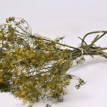 Dill 70cm