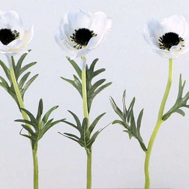 Anemone 30cm wit