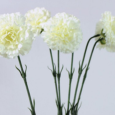 Dianthus 55cm blanc