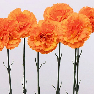 Carnation 55cm orange