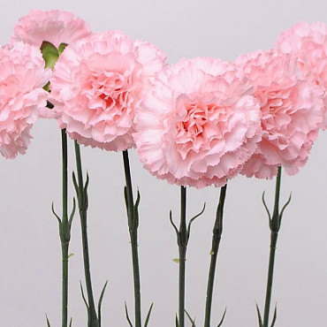 Anjer 55cm roze