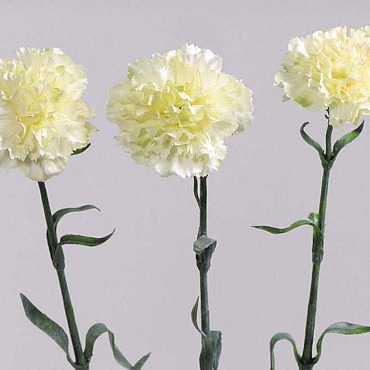 Dianthus 60cm blanc