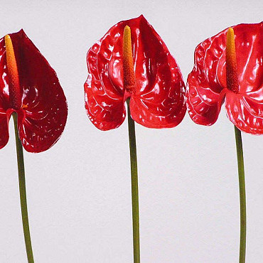 Anthurium 40cm - 10cm red