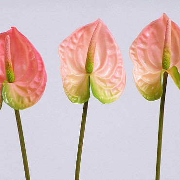 Anthurium 40cm - 10cm roze