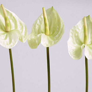Anthurium 40cm - 10cm white