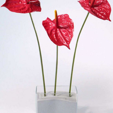 Flamingoblume 60cm - 16cm rot