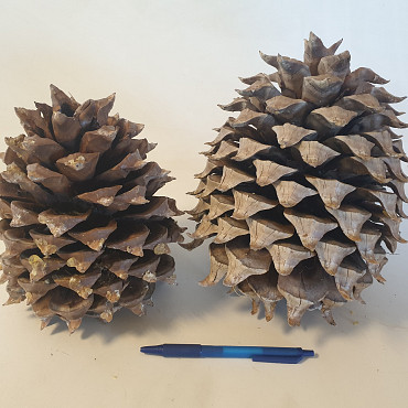 Digger Pine Cone diam.15-18cm