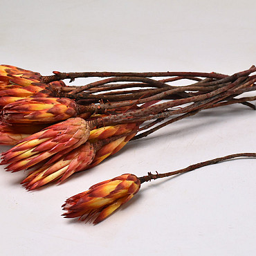 Protea Repens Rot 20pcs