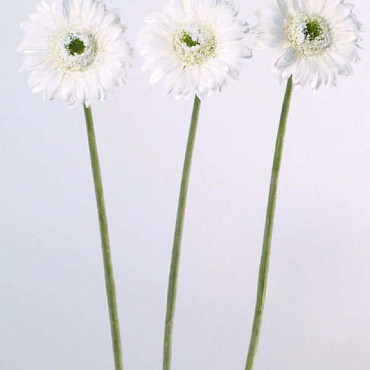 Gerbera 48cm cream