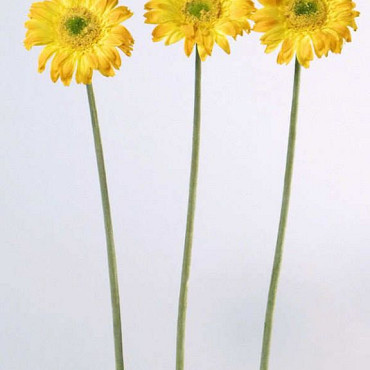 Gerbera 48cm orange-gelb