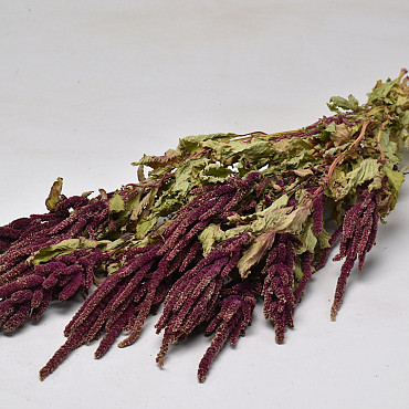 Amaranthus Caudatus Red 70cm