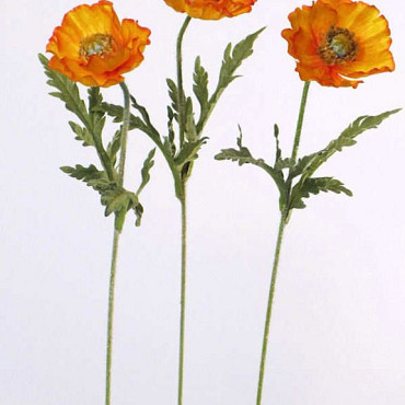 Coquelicot orange 60cm