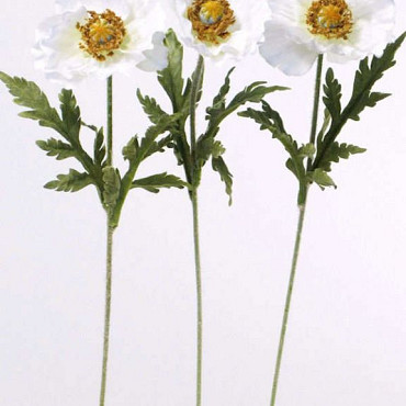 Klaproos wit 60cm