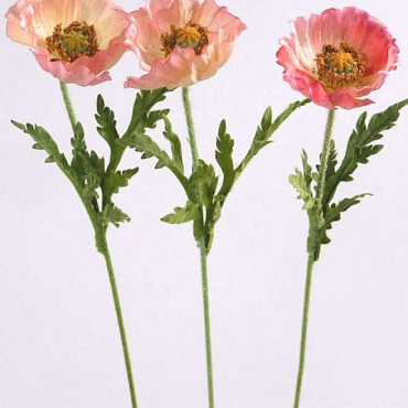Klaproos oud roze 60cm